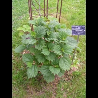 Bohemeria platanifolia (fam Urticacees) (Chine) (1)
